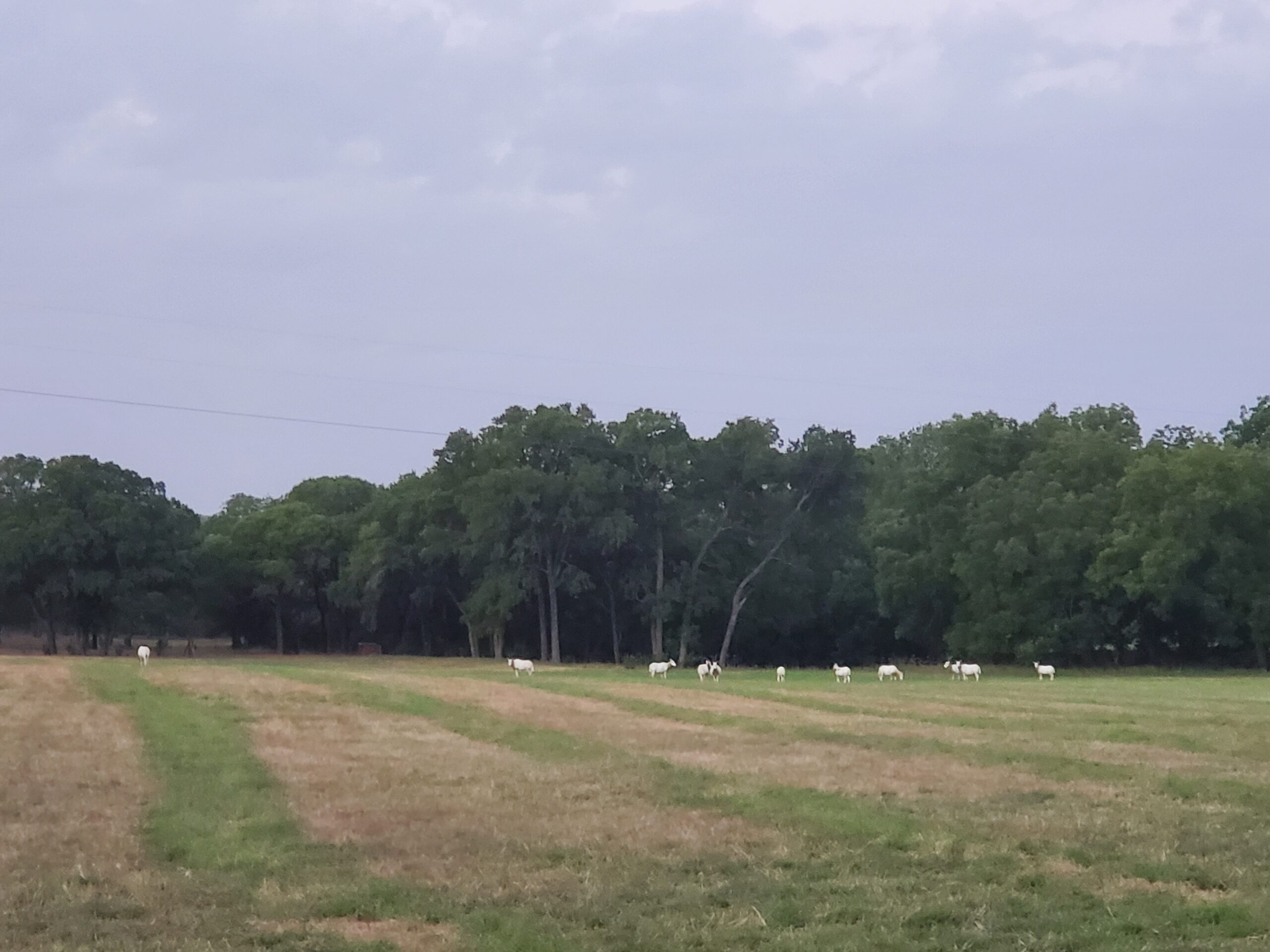 Scimitar-horned oryx on private ranch