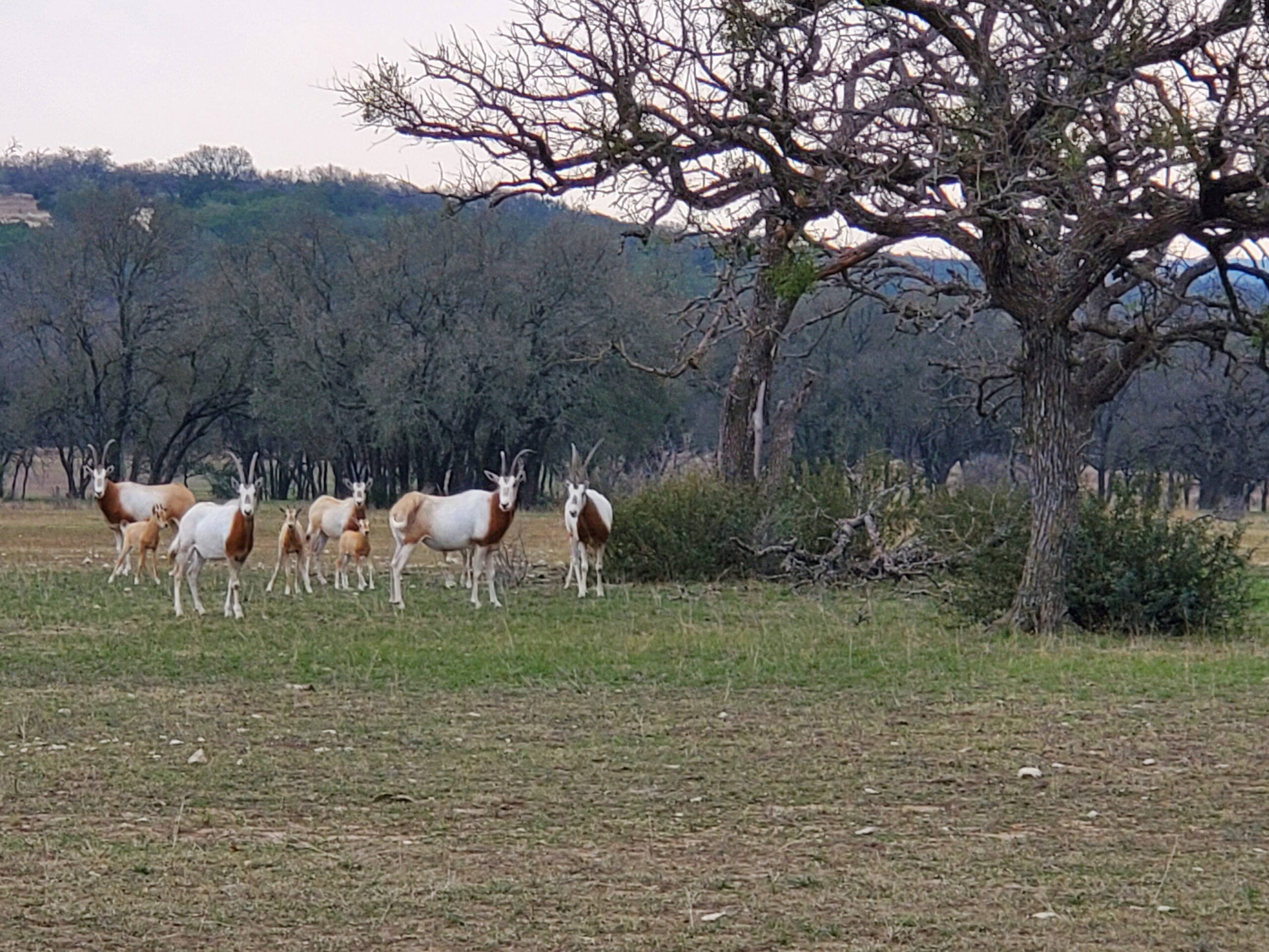 Scimitar-horned oryx herd on Texas ranch