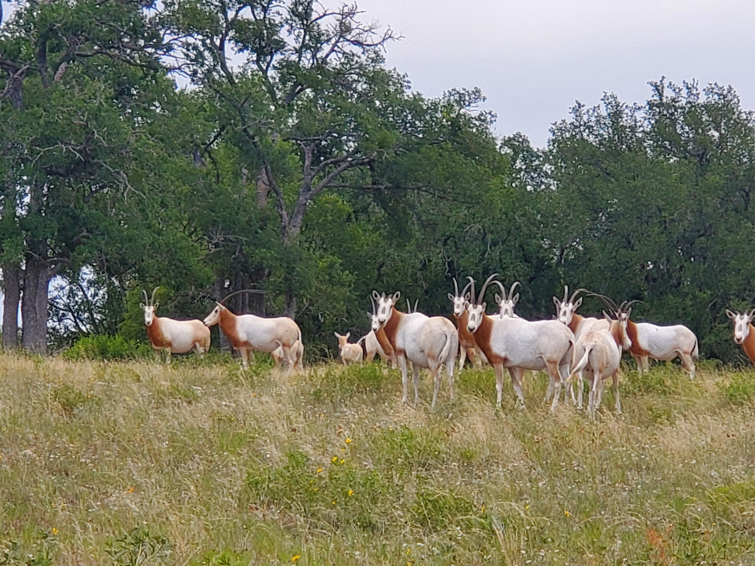 Scimitar-horned oryx herd on a private Central Texas ranch