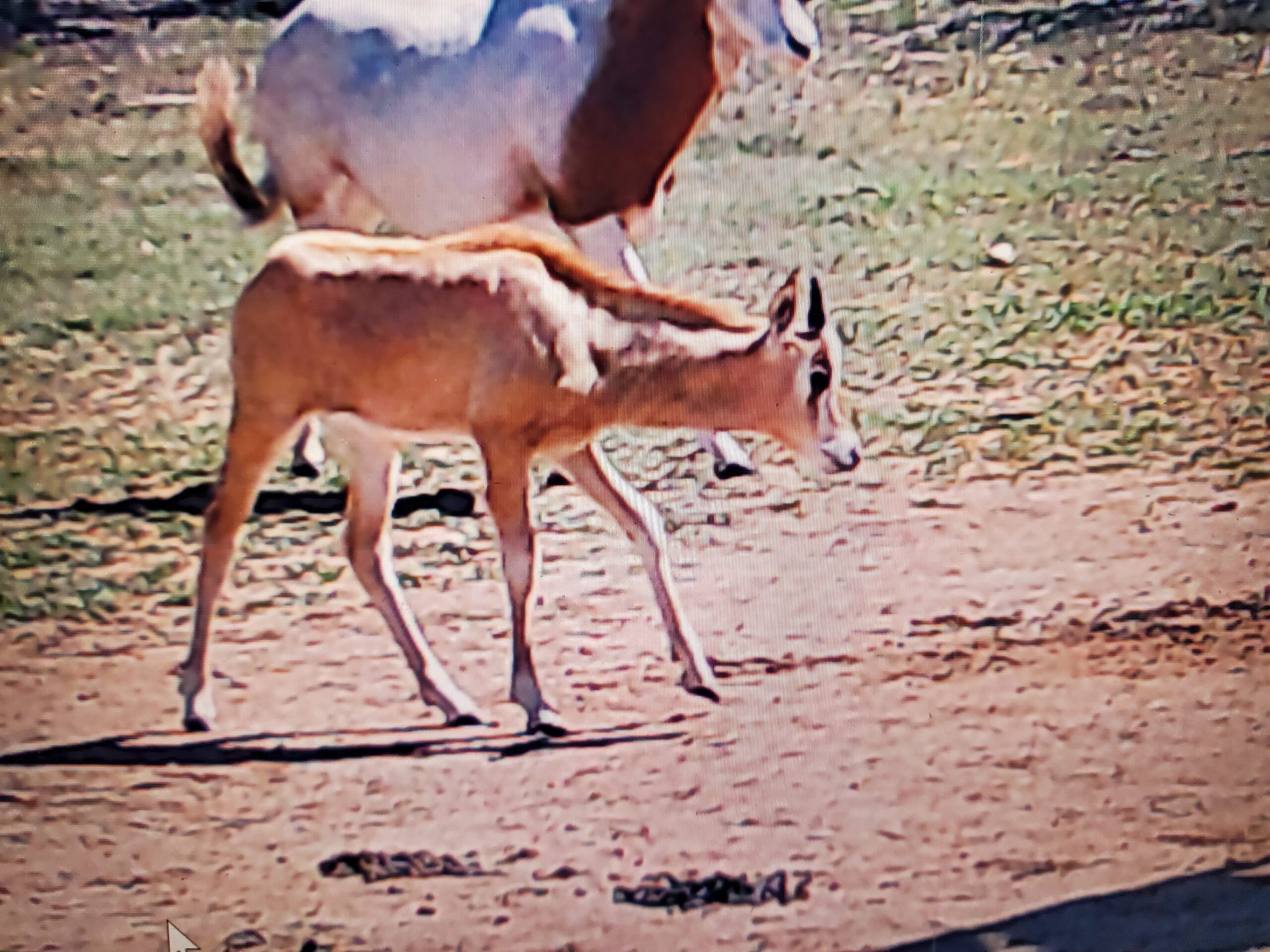 Scimitar Oryx Hunt Details
