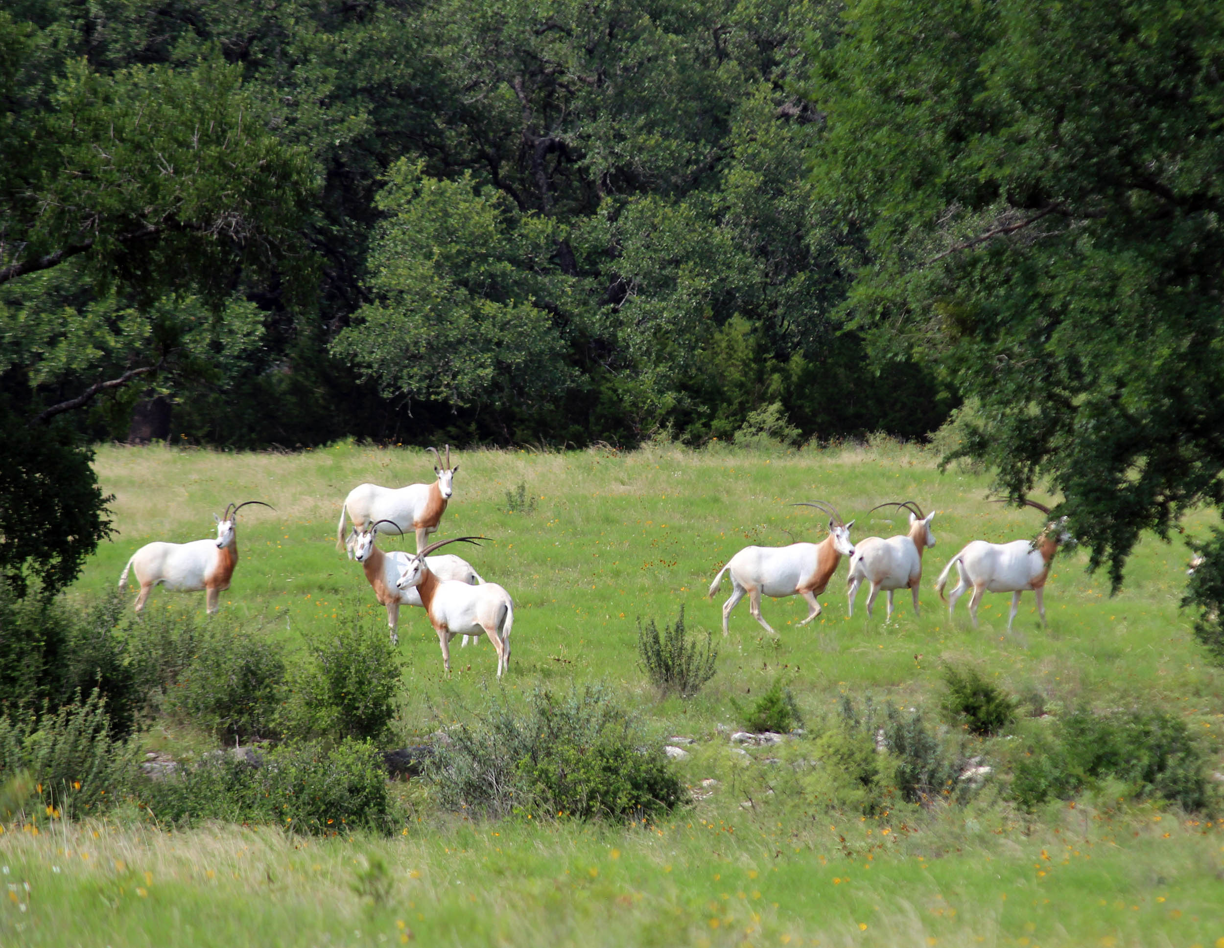 Mature Scimitar Horned Oryx Herd Scimitar-horned oryx herd on a private Central Texas ranch
