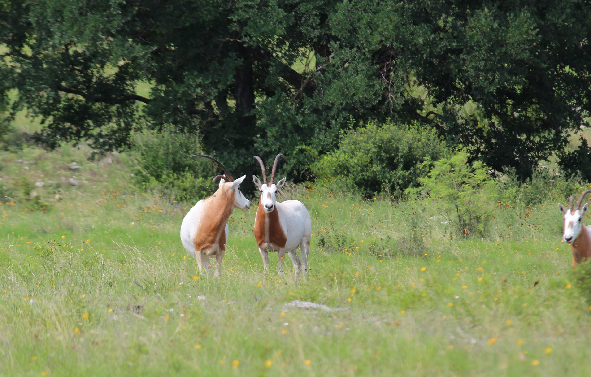 Mature Scimitar Oryx Herd